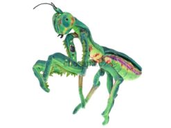 Con bọ ngựa bông 40cm